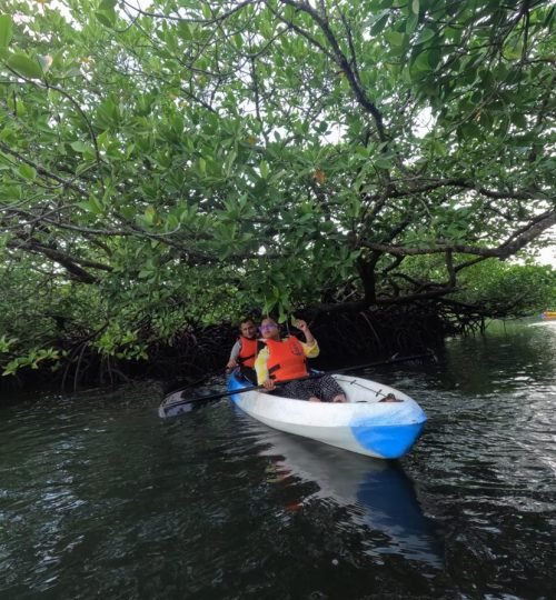 mangrove kayaking in havelock